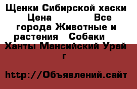 Щенки Сибирской хаски › Цена ­ 18 000 - Все города Животные и растения » Собаки   . Ханты-Мансийский,Урай г.